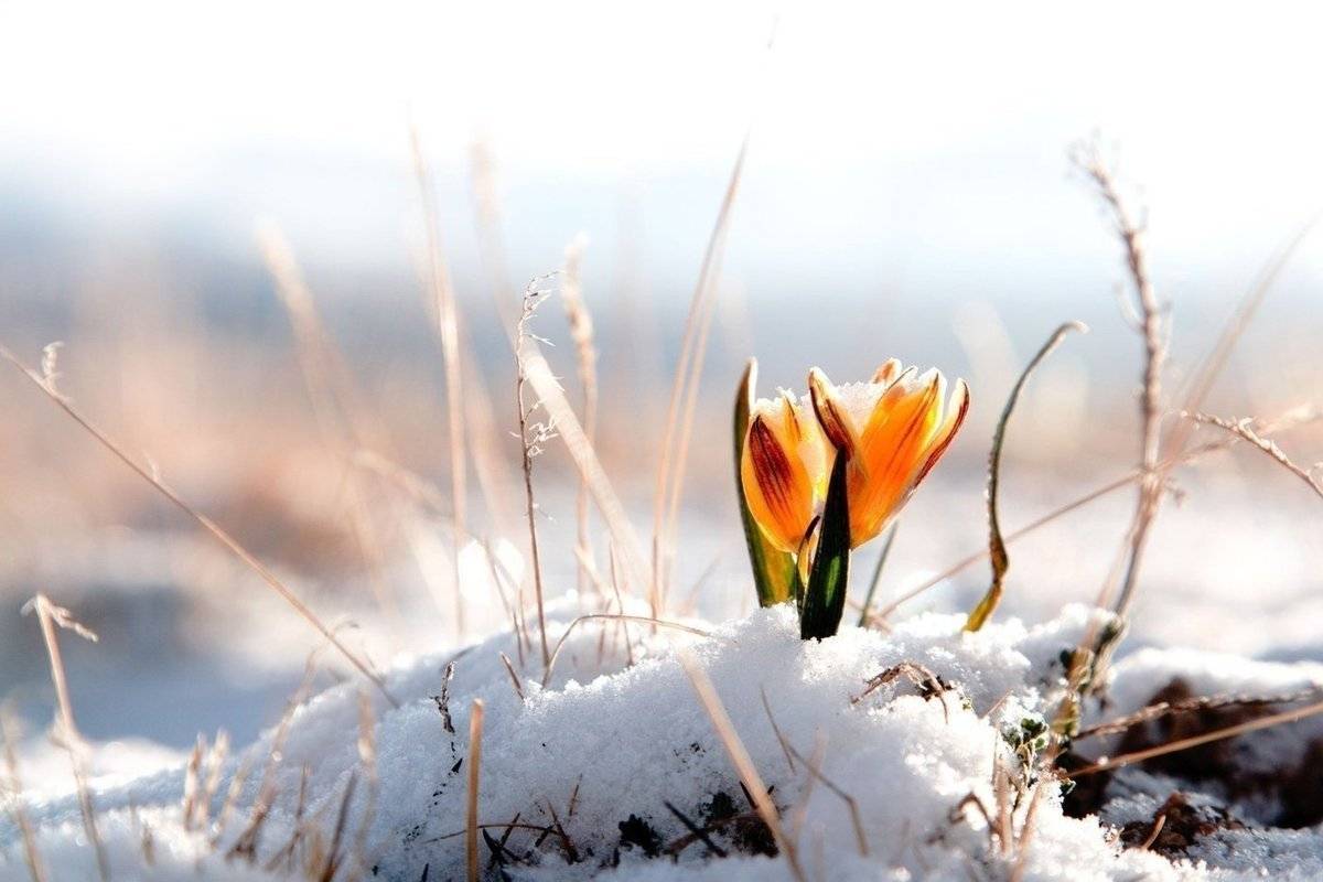 Прогноз погоды на 2024 год в россии: какая будет весна, лето, осень и зима по месяцам?
